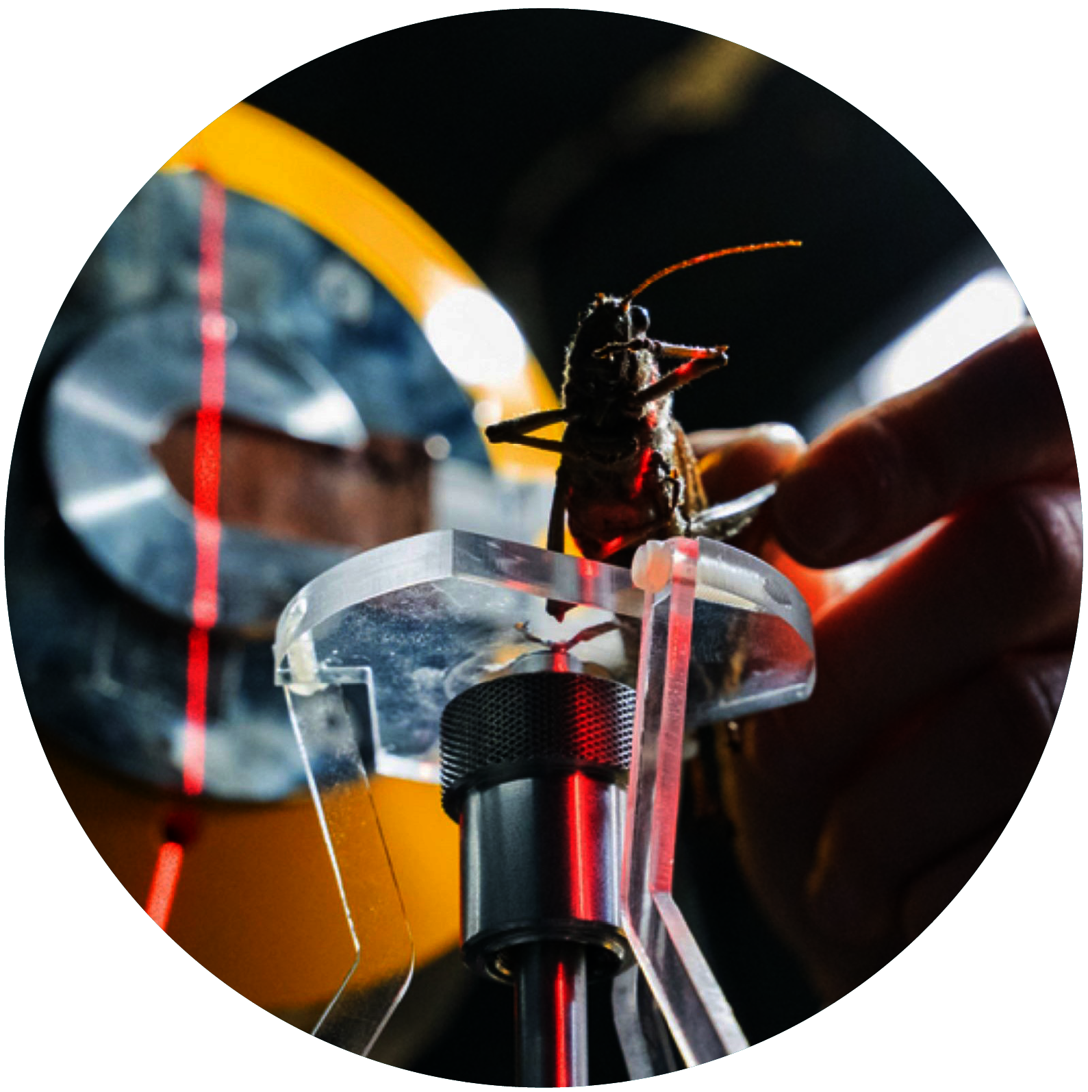 Blick in einen Computertomographen: Eine Person in weißem Laborkittel legt eine Heuschrecke auf eine kleine Plattform aus Kunststoff und Metall, um sie im Gerät zu vermessen. Auf die Heuschrecke fällt ein Laserstrahl.