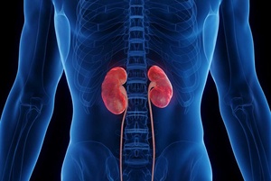 Lage der menschlichen Nieren im Körper in Röntgen-ähnlicher Darstellung
