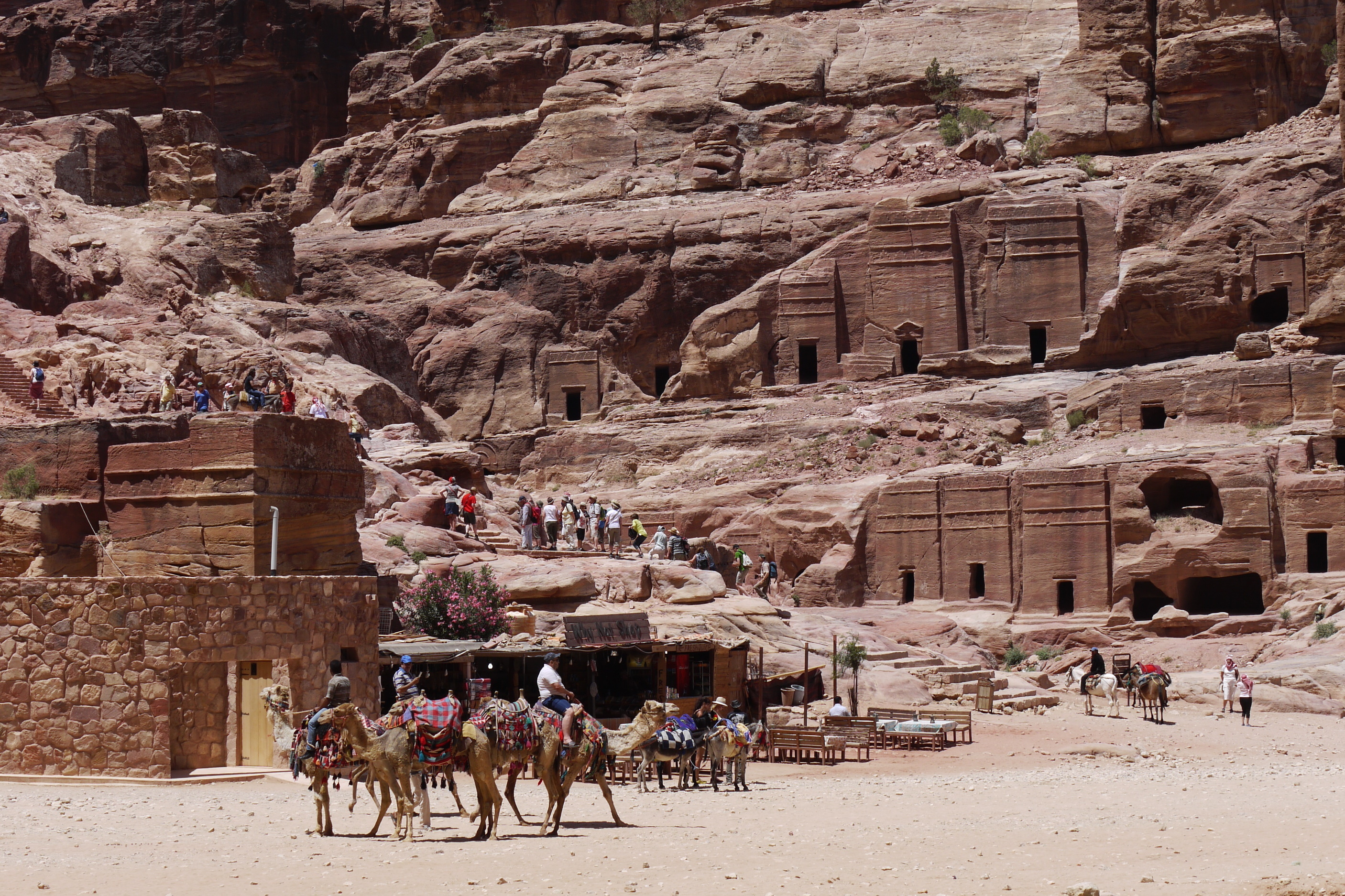 Kamele vor einer Felsenwand in Jordanien