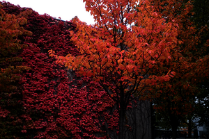 Blick auf bunte Herbstblätter an einer bewachsenen Wand. Davor ein Baum.