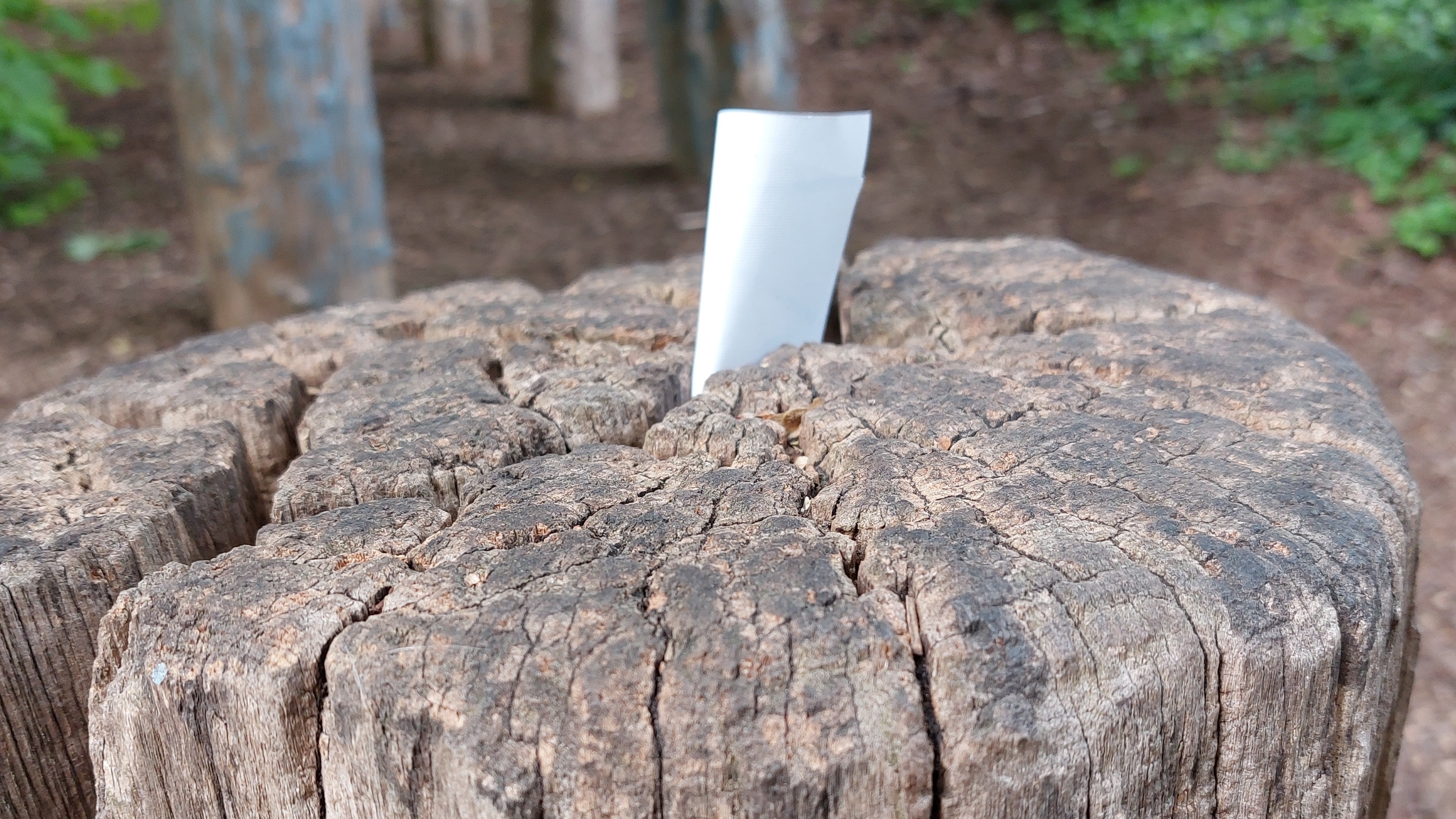 Ein Zettel steckt in einem Baumstamm