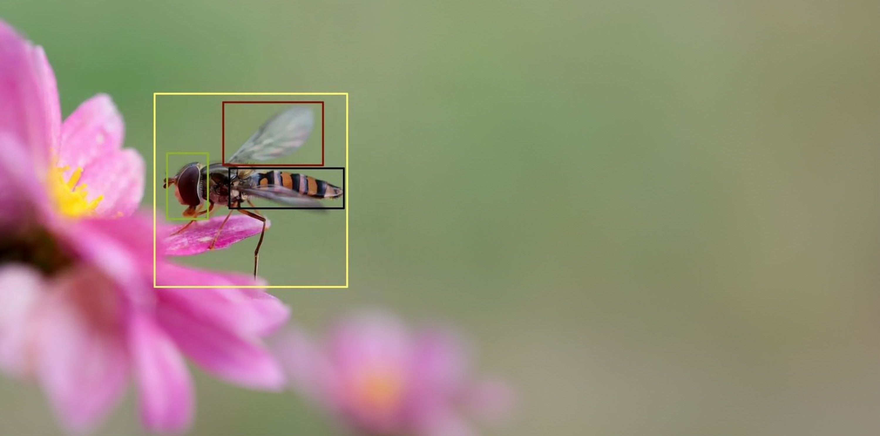 Eine Wildbiene sitzt auf einer lila Blume. Ein gelbes Quadrat rahmt die Wildbiene ein, ein grünes ihren Kopf, ein schwarzes ihren Körper, ein rotes ihren Flügel.