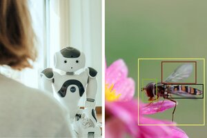 Zwei Fotos. Links: Ein humanoider Roboter schaut in die Kamera. Rechts: Eine Wildbiene sitzt auf einer lila Blume. Ein gelbes Quadrat rahmt die Wildbiene ein, ein grünes ihren Kopf, ein schwarzes ihren Körper, ein rotes ihren Flügel.