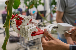 Eine Roboterhand erntet eine Tomate