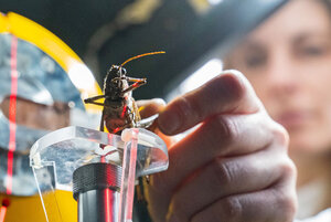 Janine Kupfernagel geht den energiegeladenen Sprüngen der Heuschrecke auf den Grund. 