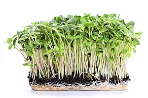Keimende Microgreens