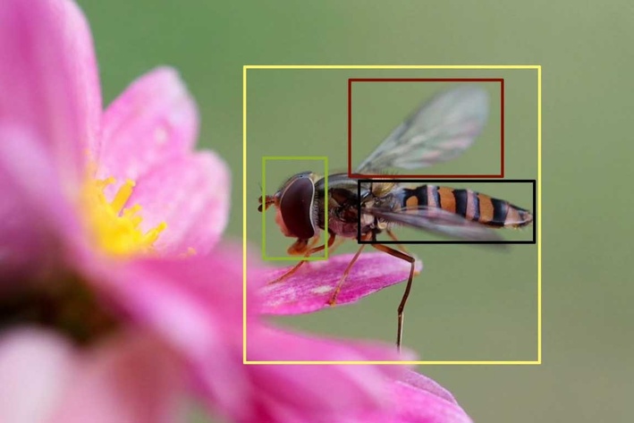 Biene sitzt auf Blättern einer pinken Blüte, über der Biene ist ein Raster zu sehen, Rechtecke markieren verschiedenen Bereiche wie die Flügel