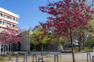 Frühling auf dem leeren Campus