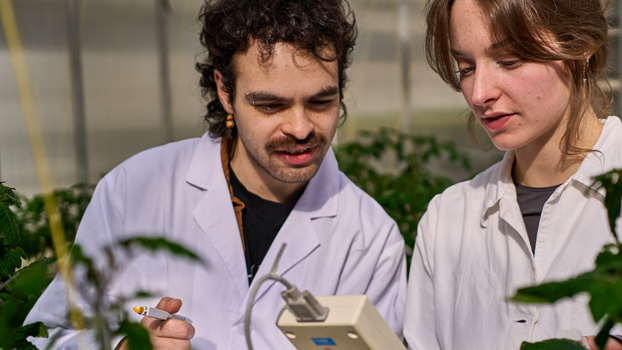 Zwei Studierende in Laborkitteln untersuchen im Gewächshaus Tomatenpflanzen