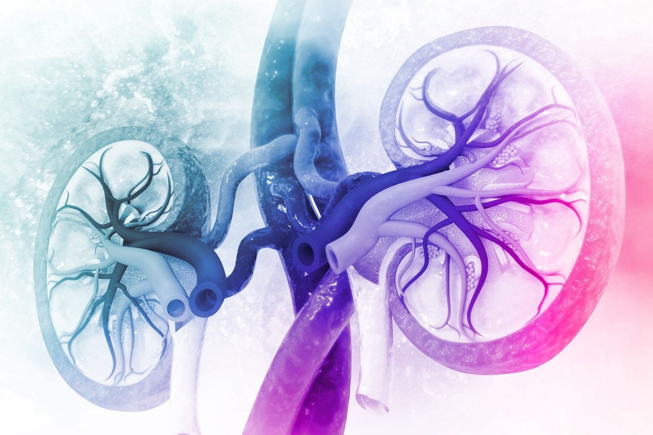 Illustration: Nieren, eingefärbt in einen Farbverlauf von blau zu rot