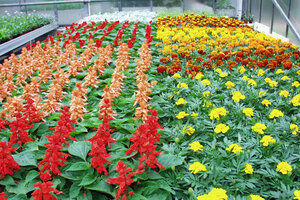 Gewächshaus der Beuth Hochschule