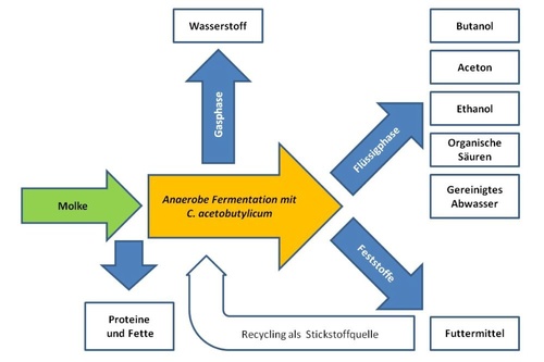 Flussdiagramm, das anzeigt: Von Molke gehen Proteine und Fette ab. Anerobe Fermentation der Molke mit C. acetobutylicum. In der Gasphase der Fermentation geht Wasserstoff ab, in der Flüssigkeitsphase Butanol, Aceton, Ethanol, Organische Säuren und Gereinigtes Wassser. Übrig bleiben Feststoffe, die als Futtermittel dienen oder als Stickstoffquelle recycelt und der Fermentation wieder zugeführt werden.