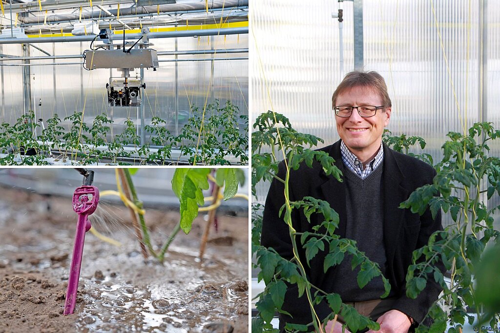 Plantsens Drei Fotos: Links oben: An der Decke eines Gewächshauses hängt ein technisches Gerät mit einem Kameraobjektiv, darunter stehen Tomatenpflanzen. Links unten: In einem Tomatenbeet steckt eine Düse, die die Erde am Fuße der Tomatenpflanze mit einer Flüssigkeit besprüht. Rechts: Prof. Dr. Markus Richter im Gewächshaus zwischen Tomatenpflanzen.