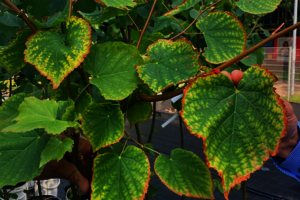 Detailaufnahme von Laubblättern. Am Rand färben sich manche Blätter braun.