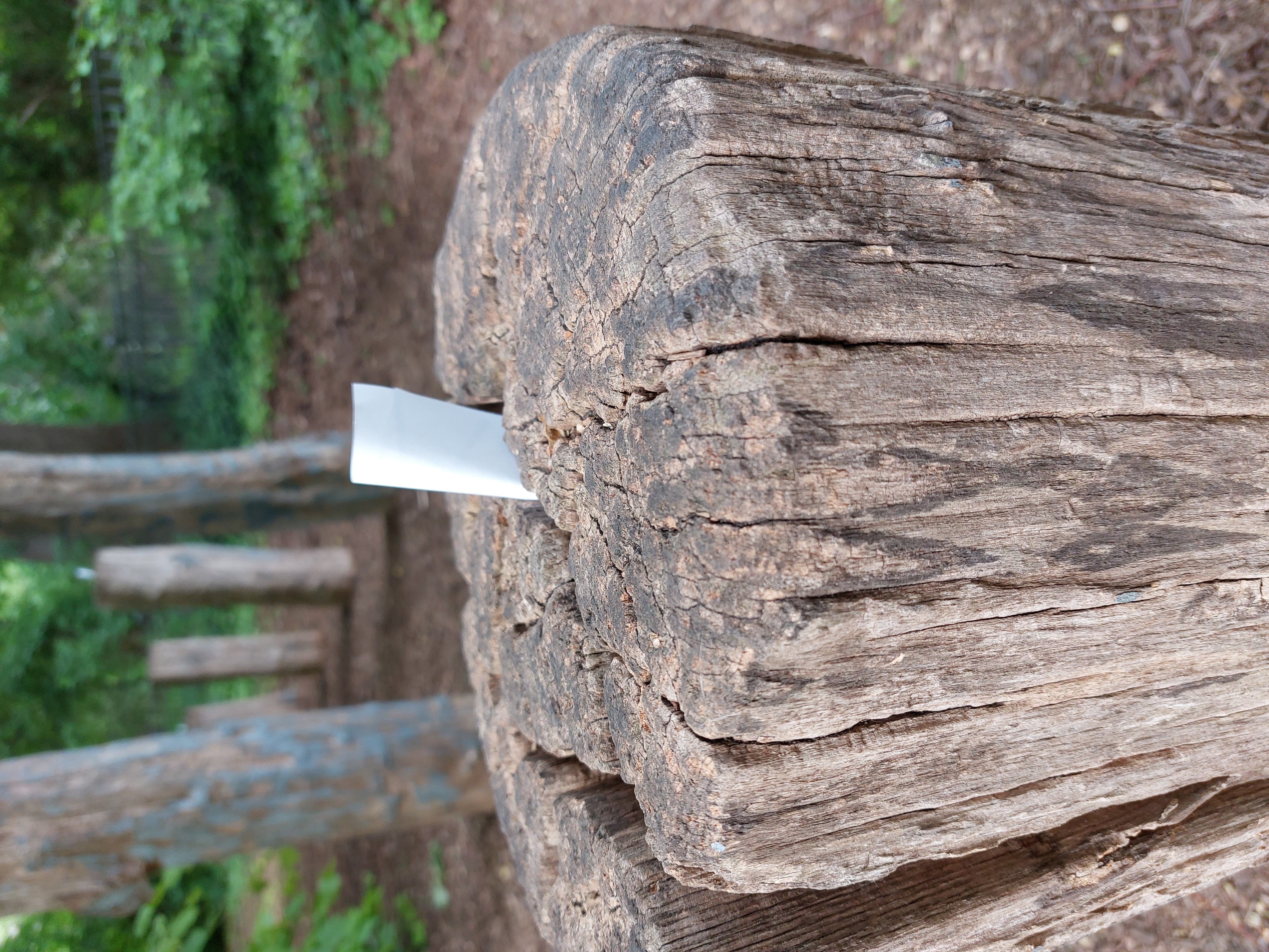 Ein Zettel steckt in einem Baumstamm
