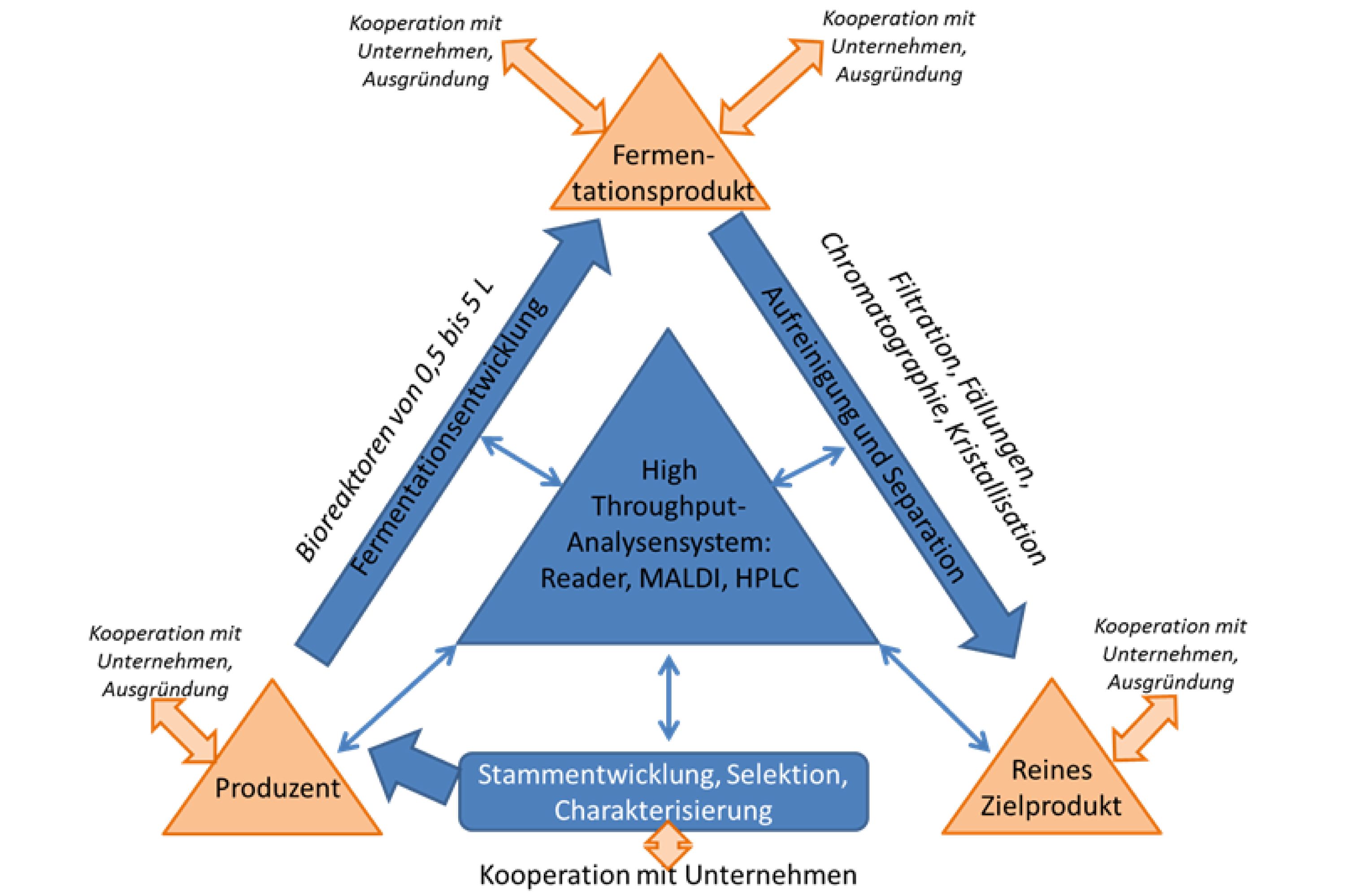 Ablaufdiagramm. In der Mitte ein Dreieck "High Throughput-Analysensystem: Reader, MALDI, HPCL. Von ihm gehen Pfeile nach außen ab. Im Uhrzeigersinn von unten: Stammentwicklung, Selektion, Charakterisierung mit Pfeil zum Produzent. Weiter zur Fermentationsentwicklung (Bioreaktoren von 0,5 bis 5 L) hin zum Fermentationsprodukt. Aufreinigung und Separation (Filtration, Fällungen, Chromatographie, Kristallisation) zum reinen Zielprodukt. Alle Schritte in Kooperation mit Unternehmen, Ausgründungen.