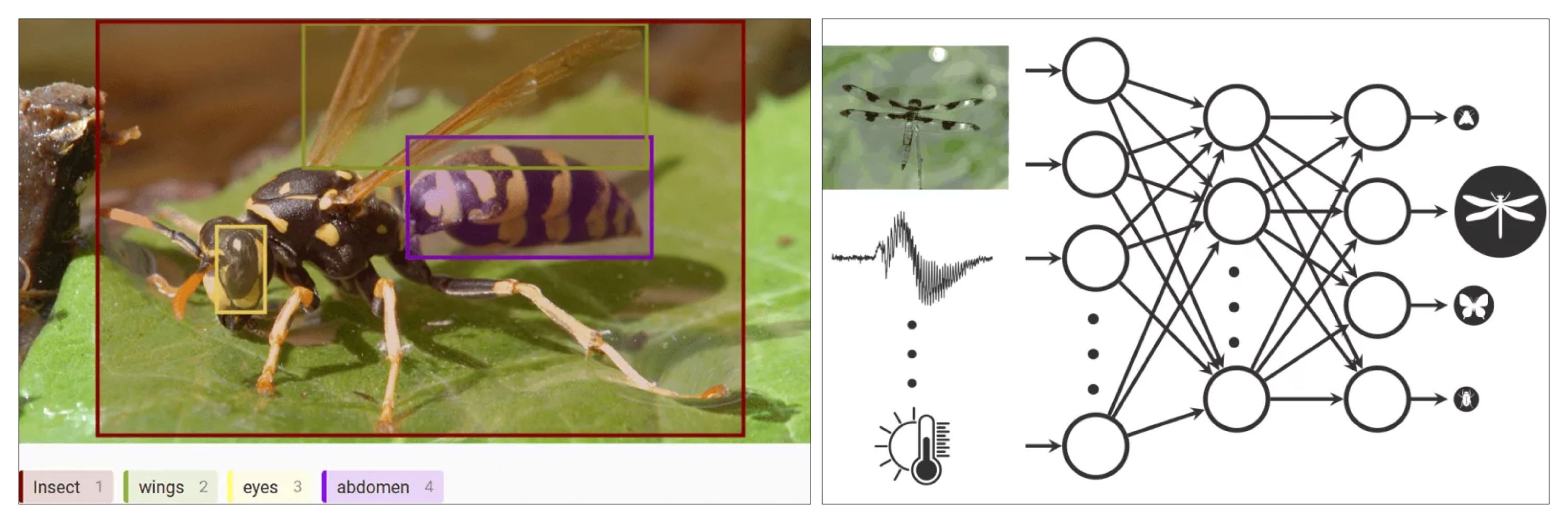 Zwei Bilder. Links: Eine Wildbiene sitzt auf einem grünen Blatt. Ein rotes Quadrat rahmt die Wildbiene ein, ein grünes ihre Flügel, ein blaues ihr Hinterteil, ein gelbes ihr Auge. Darunter eine Legende: red - Insect, green - wings, yellow - eyes, blue - abdomen. Rechts: Schaubild. Auf der linken Seite stehen ein Foto einer Libelle, ein Graph, eine Linienzeichnung einer Sonne und eines gefüllten Thermometers untereinander. Von ihnen gehen Pfeile in die Mitte ab, wo Kreise mit Pfeilen verbunden sind. Auf der rechten Seite stehen vier Kreise mit Symbolen für Insektenarten untereinander. Drei sind klein; sie enthalten sie Symbole für Fliege, Schmetterling und Käfer. Einer ist groß und enthält das Symbol für Libelle.