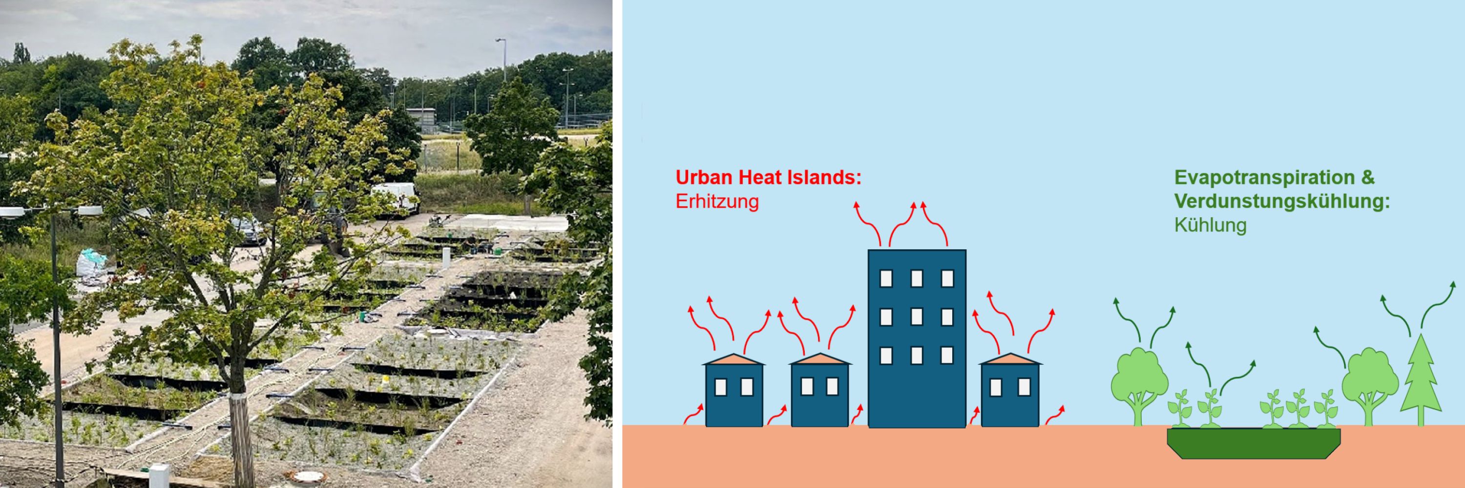 Zwei Bilder. Links: Foto von zwei Reihen mit mehreren Beeten, rund herum stehen Bäume. Rechts: Eine Illustration, die zeigt, wie Hitze von Gebäuden (mit roten Pfeilen dargestellt) und wie Verdunstungskühlung von Bäumen und Pflanzen ausgeht (mit grünen Pfeilen dargestellt).