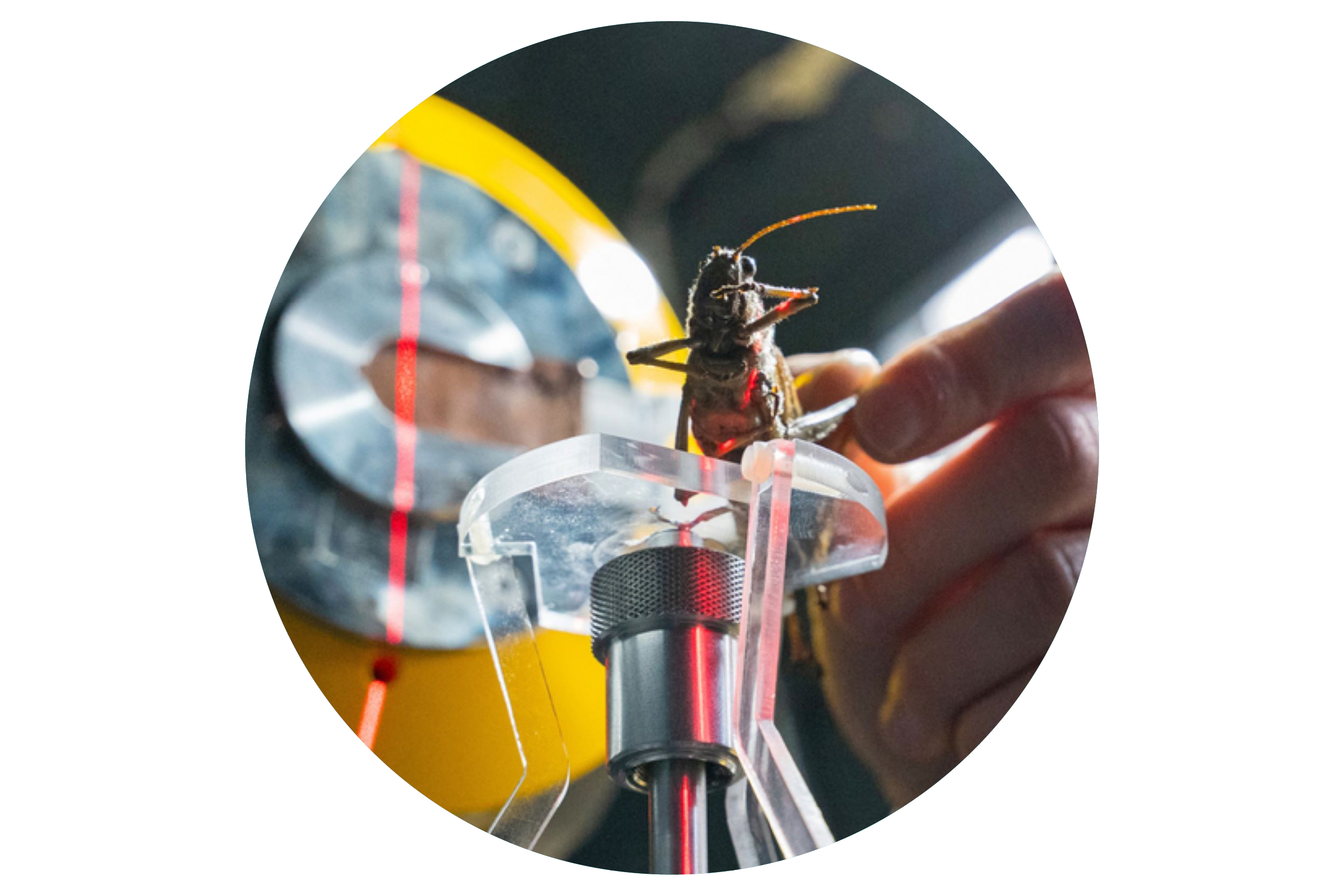 Blick in einen Computertomographen: Eine Person in weißem Laborkittel legt eine Heuschrecke auf eine kleine Plattform aus Kunststoff und Metall, um sie im Gerät zu vermessen. Auf die Heuschrecke fällt ein Laserstrahl.