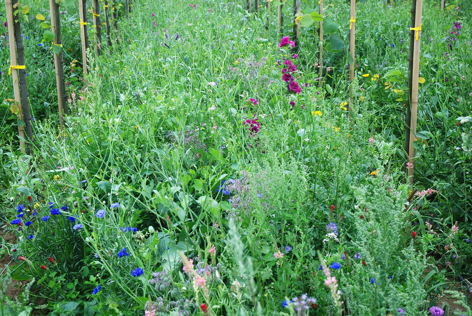 Wildblumen bieten Nützlingen Unterschlupf © Balder