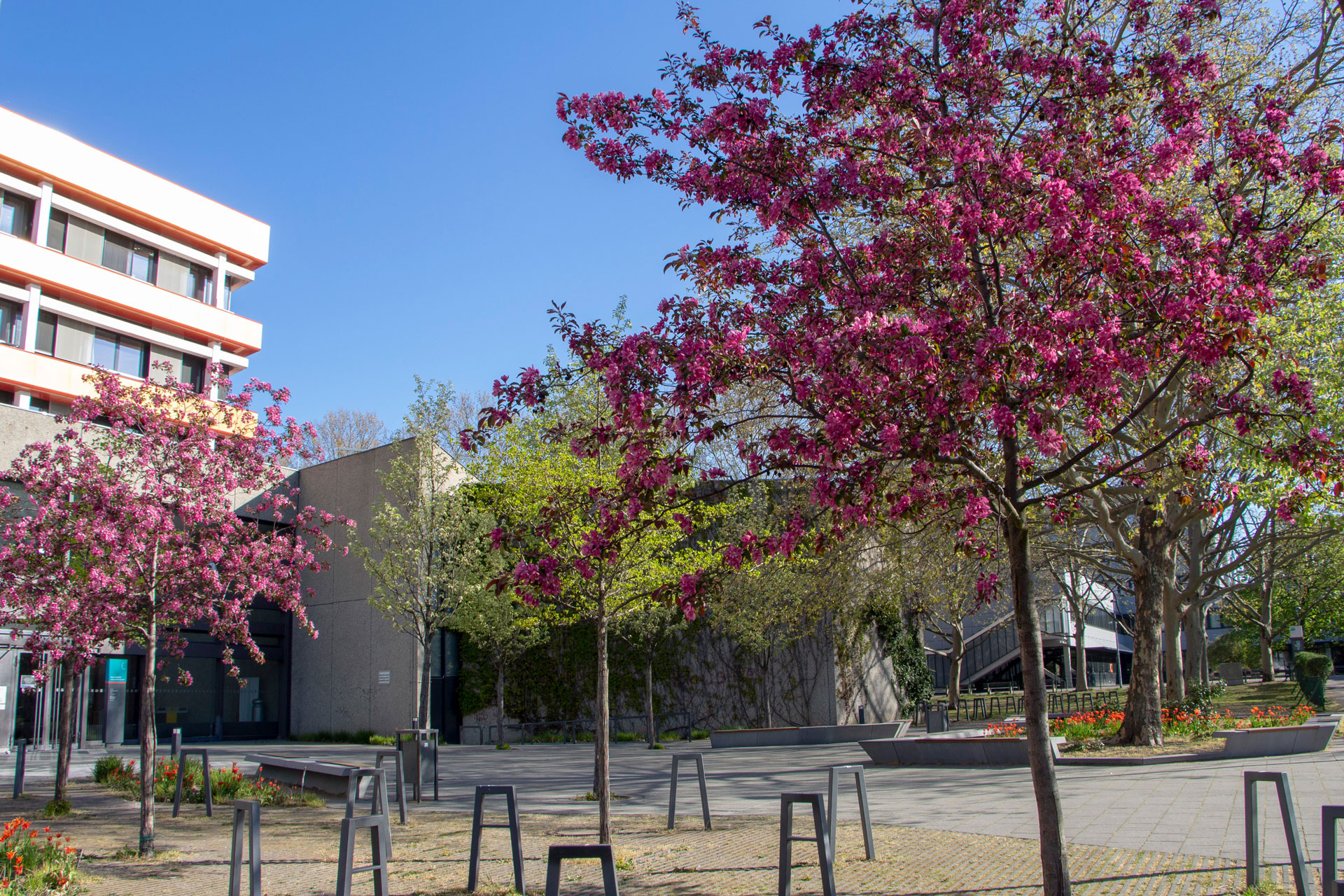 Frühling auf dem leeren Campus