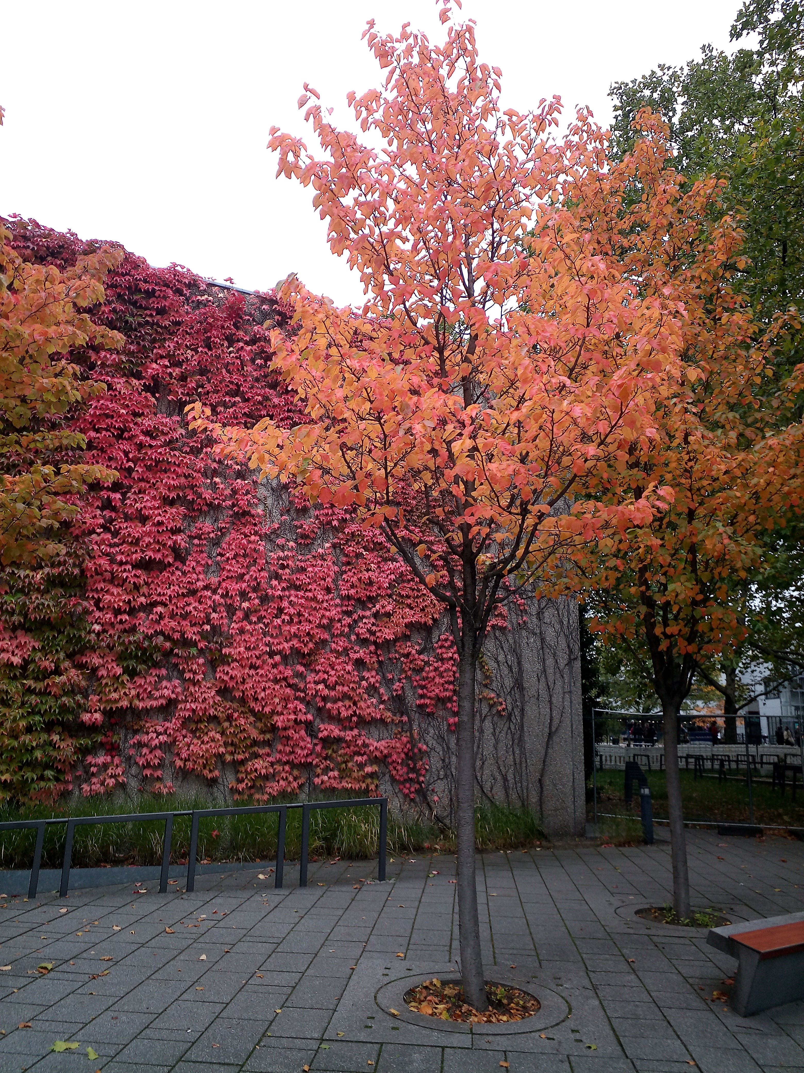 Blick auf bunte Herbstblätter an einer bewachsenen Wand. Davor ein Baum.