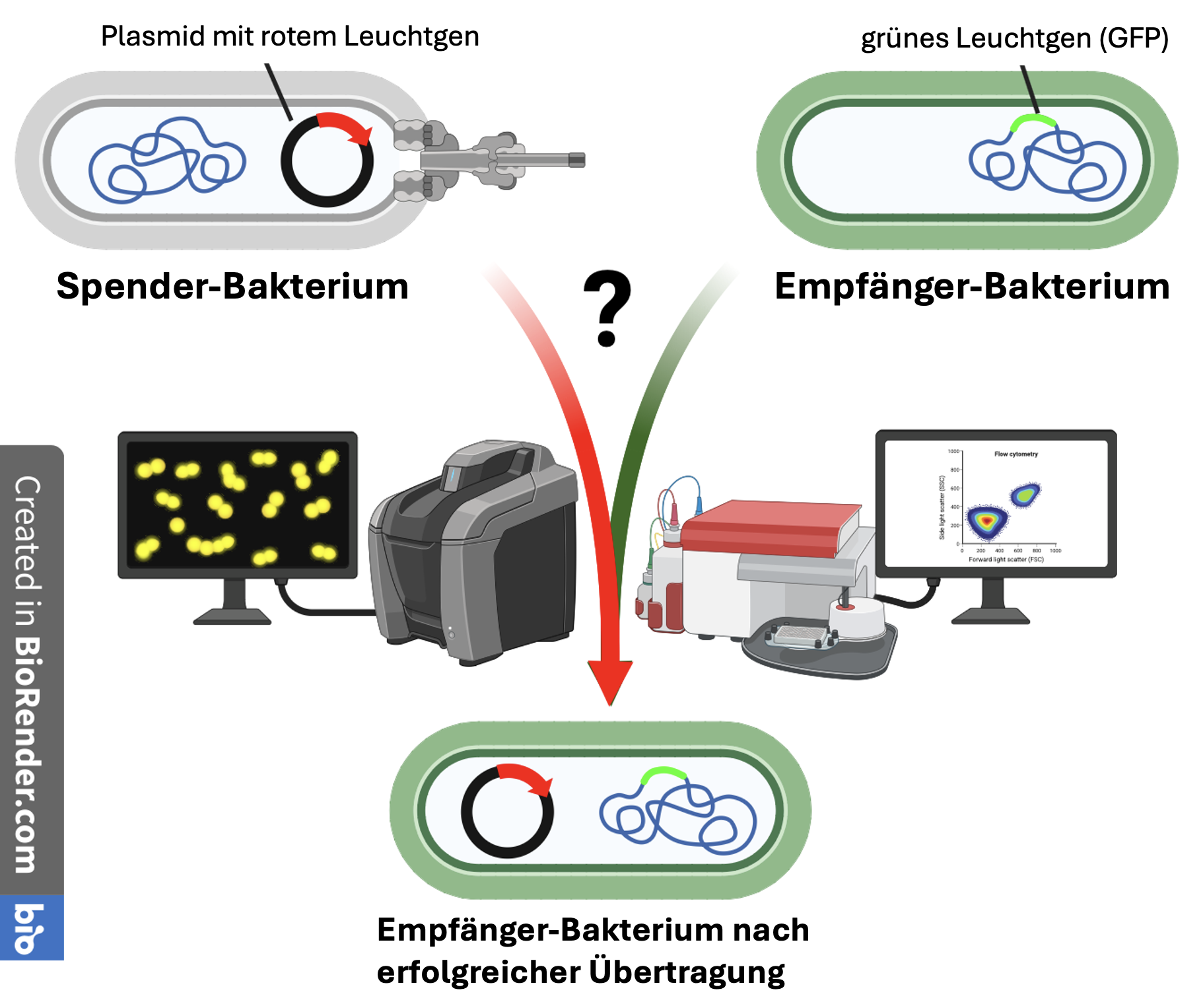 Grafik zeigt, wie ein Spender-Bakterium ein Plasmid mit einem roten Leuchtgen auf ein Empfänger-Bakterium überträgt 