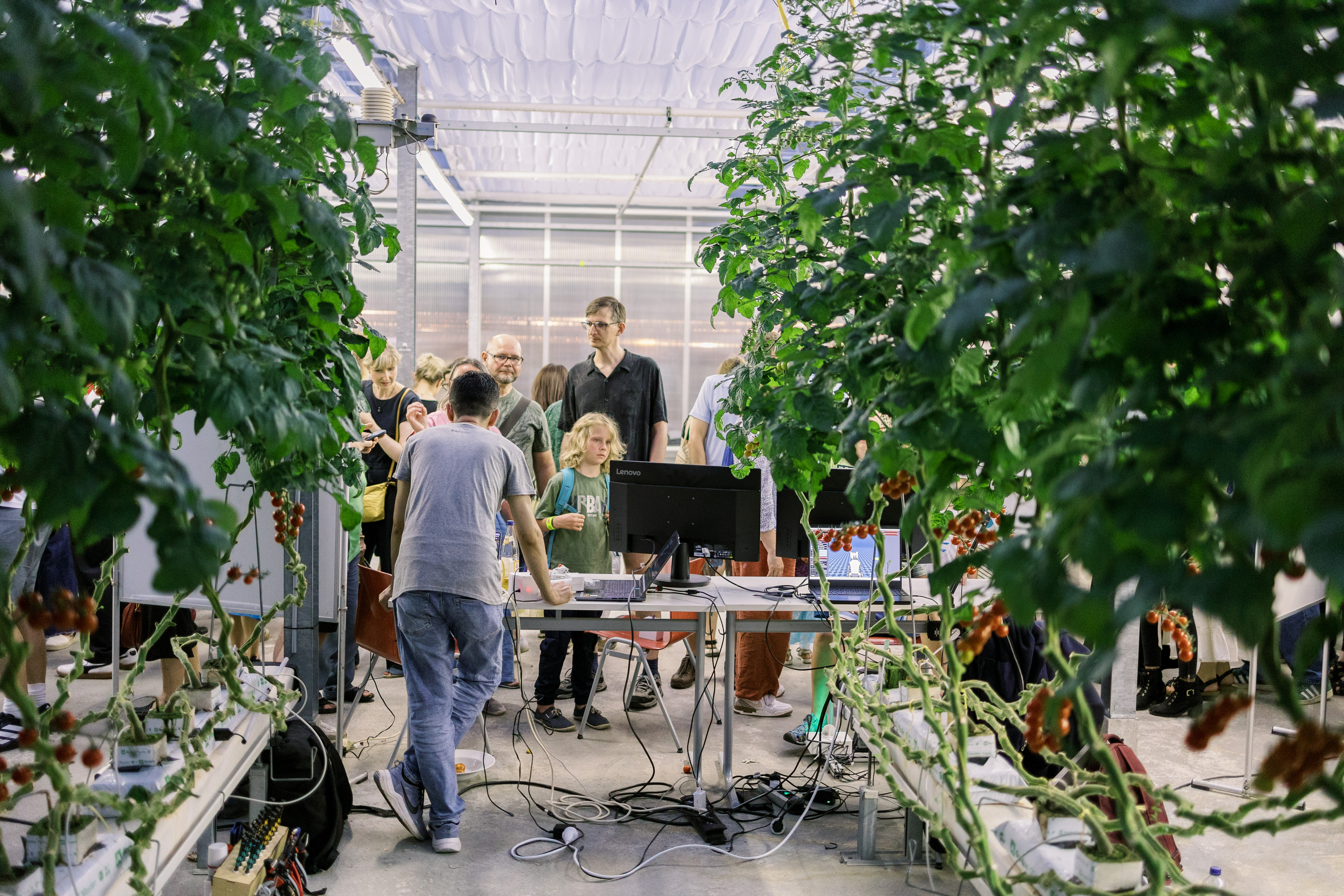 Tomatenpflanzen in Gewächshaus, im Hintergrund Menschen an Infostand