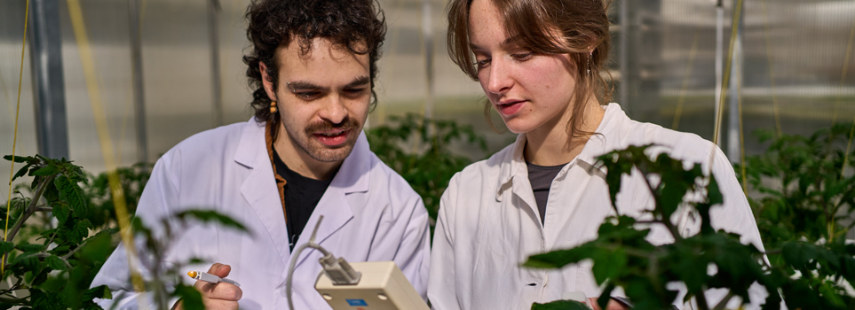 Zwei Studierende in Laborkitteln untersuchen im Gewächshaus Tomatenpflanzen